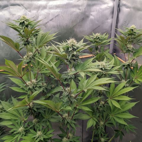 Girl Scout Cookies XTRM growlog timeline photo