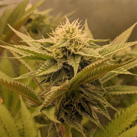 Girl Scout Cookies XTRM growlog timeline photo
