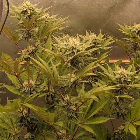 Girl Scout Cookies XTRM growlog timeline photo