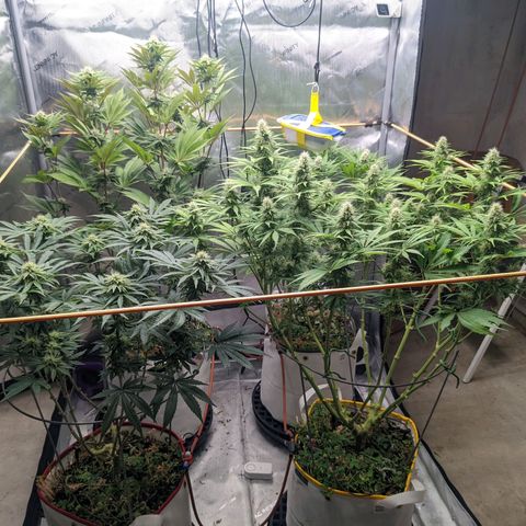 Girl Scout Cookies XTRM growlog timeline photo