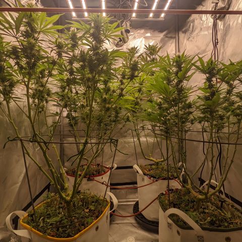Girl Scout Cookies XTRM growlog timeline photo