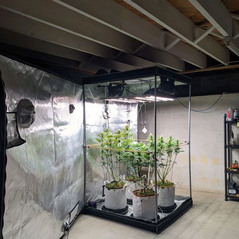Girl Scout Cookies XTRM growlog timeline photo