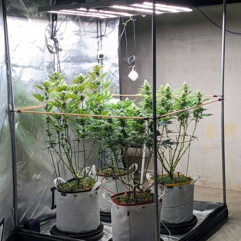 Girl Scout Cookies XTRM growlog timeline photo