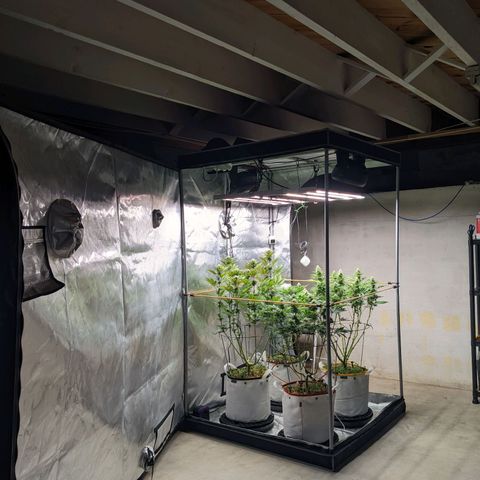 Girl Scout Cookies XTRM growlog timeline photo