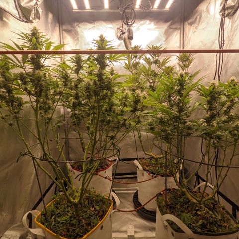 Girl Scout Cookies XTRM growlog timeline photo