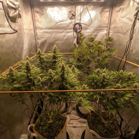 Girl Scout Cookies XTRM growlog timeline photo
