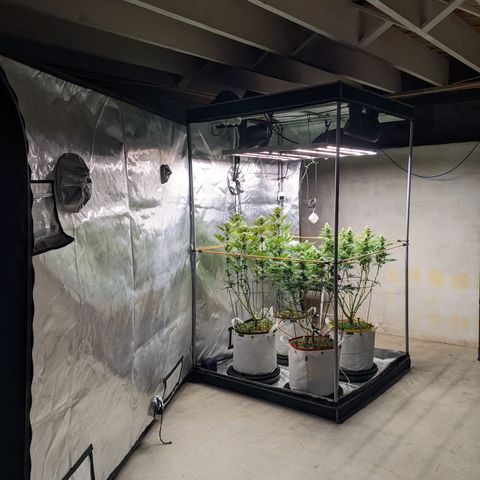 Girl Scout Cookies XTRM growlog timeline photo