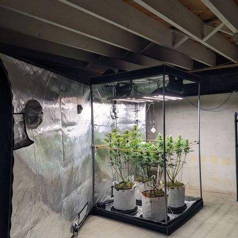 Girl Scout Cookies XTRM growlog timeline photo