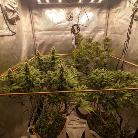 Girl Scout Cookies XTRM growlog timeline photo