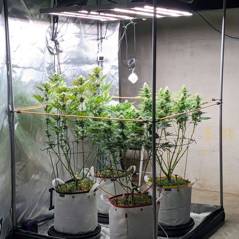 Girl Scout Cookies XTRM growlog timeline photo