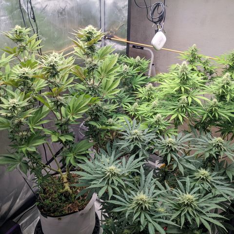 Girl Scout Cookies XTRM growlog timeline photo
