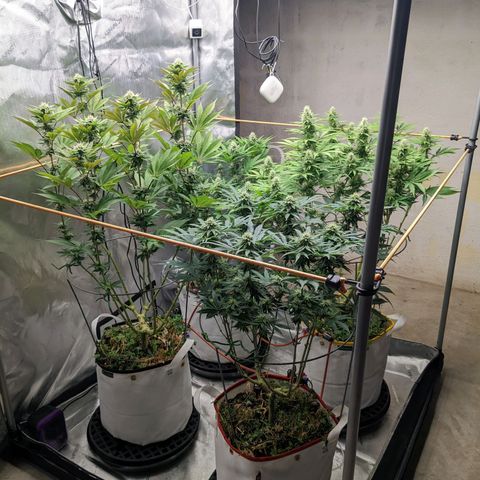 Girl Scout Cookies XTRM growlog timeline photo