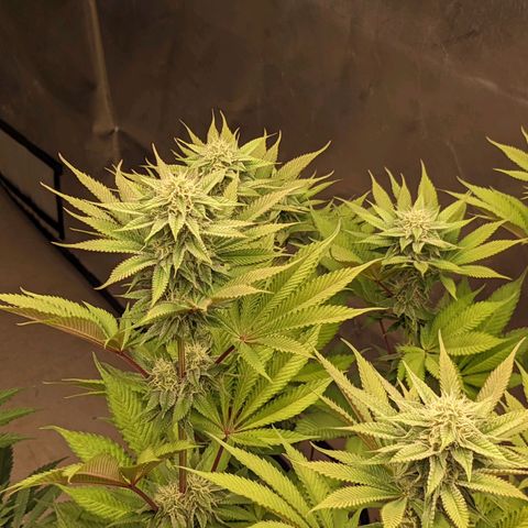 Girl Scout Cookies XTRM growlog timeline photo