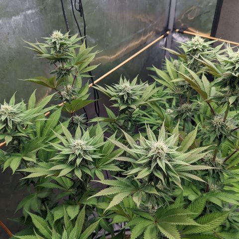 Girl Scout Cookies XTRM growlog timeline photo