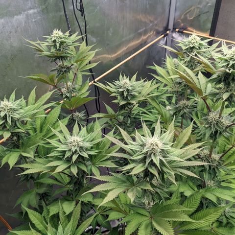 Girl Scout Cookies XTRM growlog timeline photo