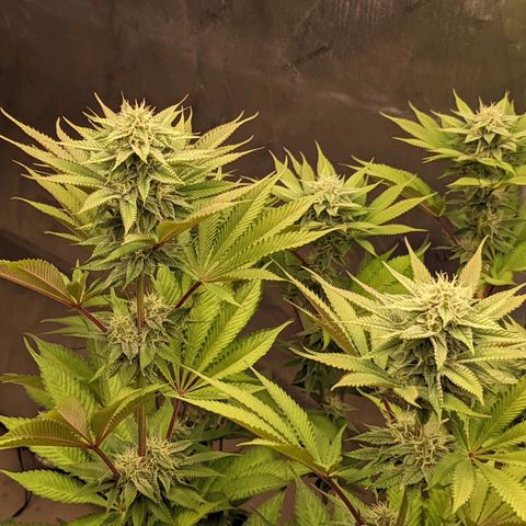 Girl Scout Cookies XTRM growlog timeline photo
