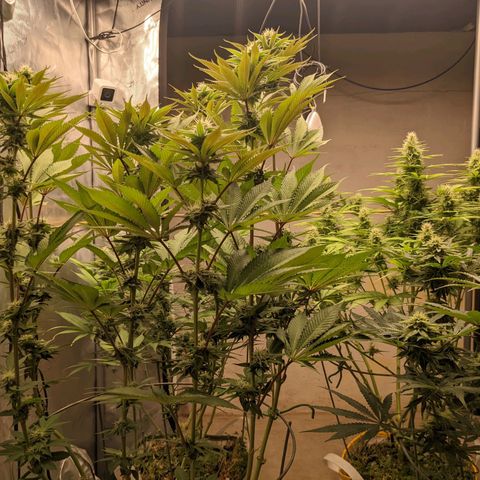 Girl Scout Cookies XTRM growlog timeline photo