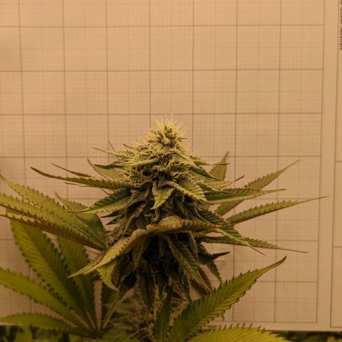 Girl Scout Cookies XTRM growlog timeline photo