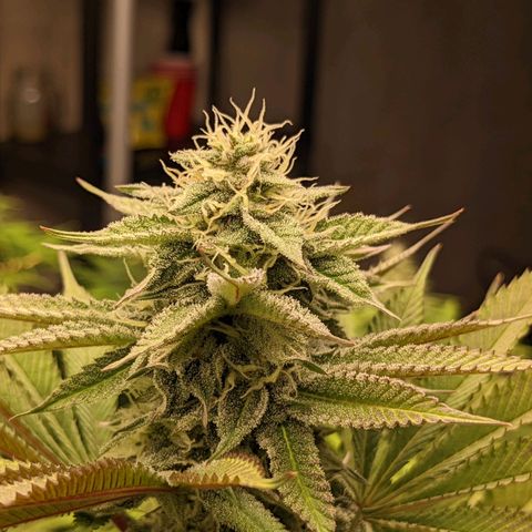 Girl Scout Cookies XTRM growlog timeline photo