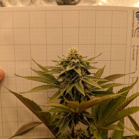 Girl Scout Cookies XTRM growlog timeline photo