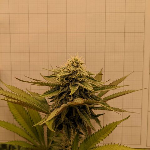 Girl Scout Cookies XTRM growlog timeline photo