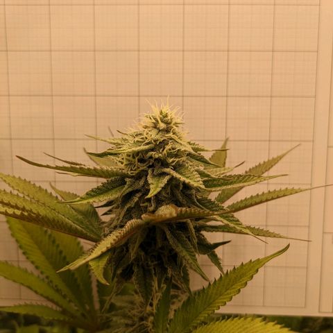 Girl Scout Cookies XTRM growlog timeline photo