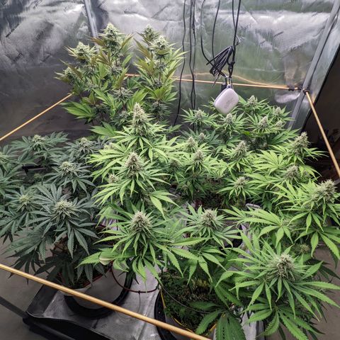 Girl Scout Cookies XTRM growlog timeline photo