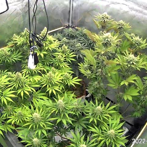 Girl Scout Cookies XTRM growlog timeline photo