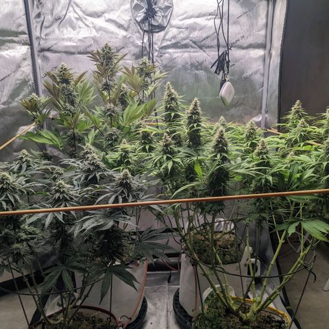 Girl Scout Cookies XTRM growlog timeline photo