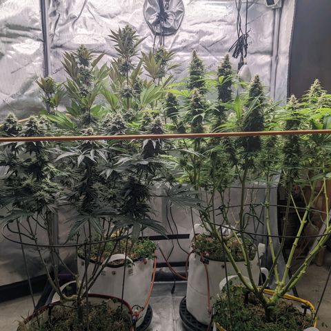 Girl Scout Cookies XTRM growlog timeline photo