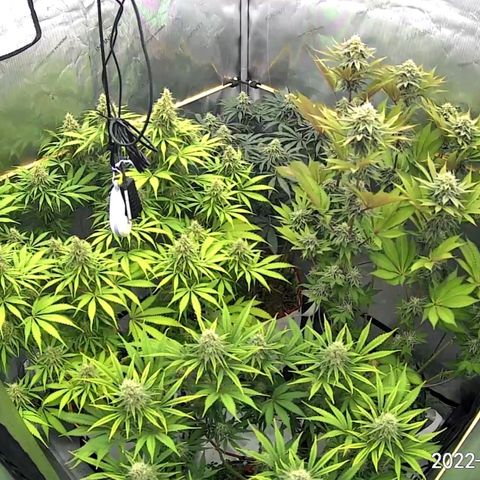 Girl Scout Cookies XTRM growlog timeline photo