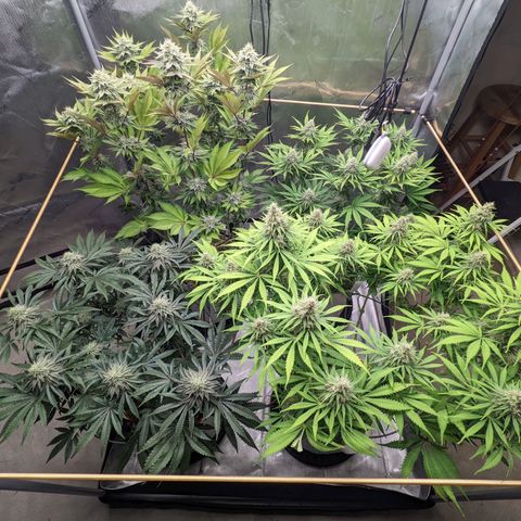 Girl Scout Cookies XTRM growlog timeline photo