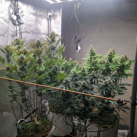 Girl Scout Cookies XTRM growlog timeline photo