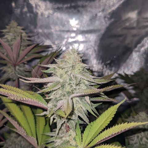Girl Scout Cookies XTRM growlog timeline photo
