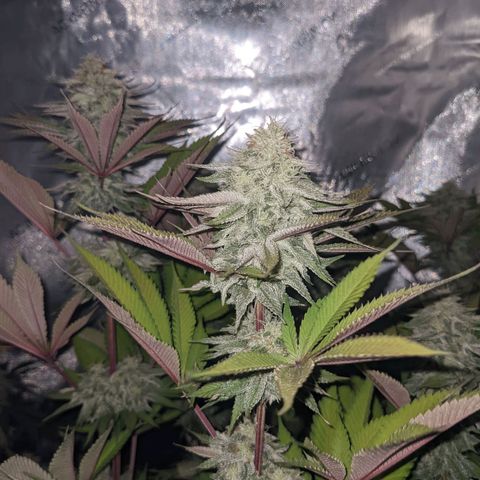 Girl Scout Cookies XTRM growlog timeline photo
