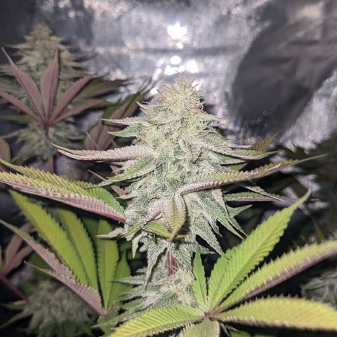 Girl Scout Cookies XTRM growlog timeline photo
