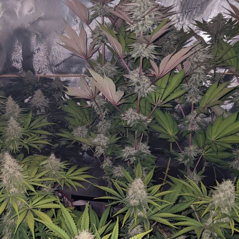 Girl Scout Cookies XTRM growlog timeline photo