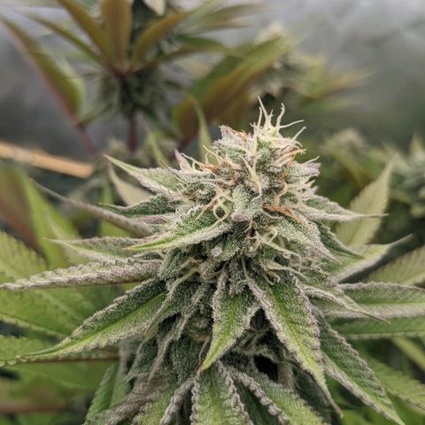 Girl Scout Cookies XTRM growlog timeline photo
