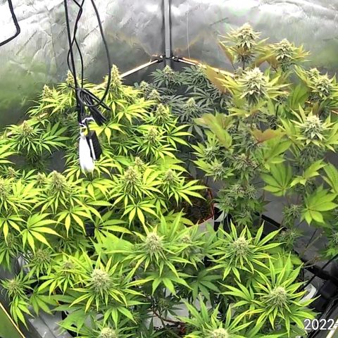 Girl Scout Cookies XTRM growlog timeline photo