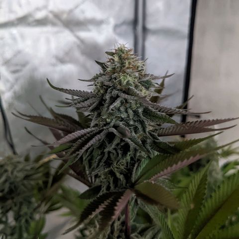 Girl Scout Cookies XTRM growlog timeline photo