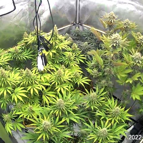 Girl Scout Cookies XTRM growlog timeline photo