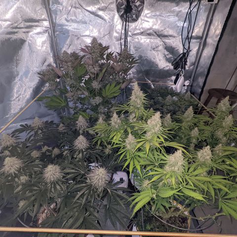 Girl Scout Cookies XTRM growlog timeline photo