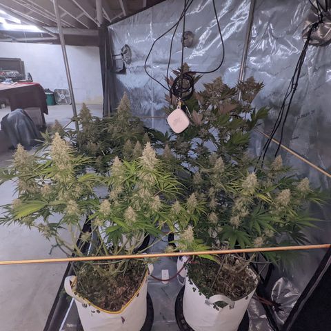 Girl Scout Cookies XTRM growlog timeline photo