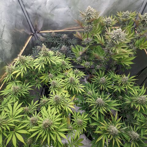 Girl Scout Cookies XTRM growlog timeline photo