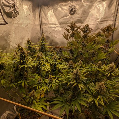 Girl Scout Cookies XTRM growlog timeline photo