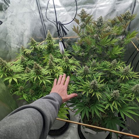 Girl Scout Cookies XTRM growlog timeline photo
