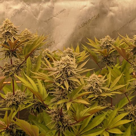 Girl Scout Cookies XTRM growlog timeline photo
