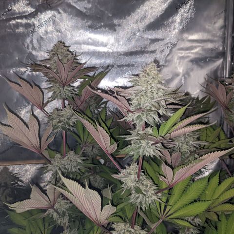 Girl Scout Cookies XTRM growlog timeline photo
