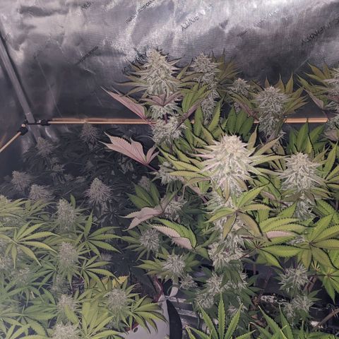 Girl Scout Cookies XTRM growlog timeline photo