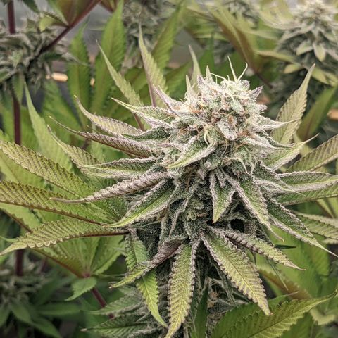 Girl Scout Cookies XTRM growlog timeline photo